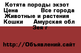 Котята породы экзот › Цена ­ 7 000 - Все города Животные и растения » Кошки   . Амурская обл.,Зея г.